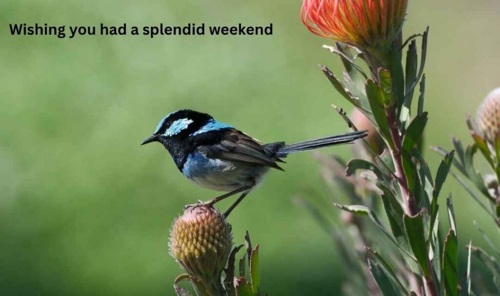 Wishing you had a splendid weekend