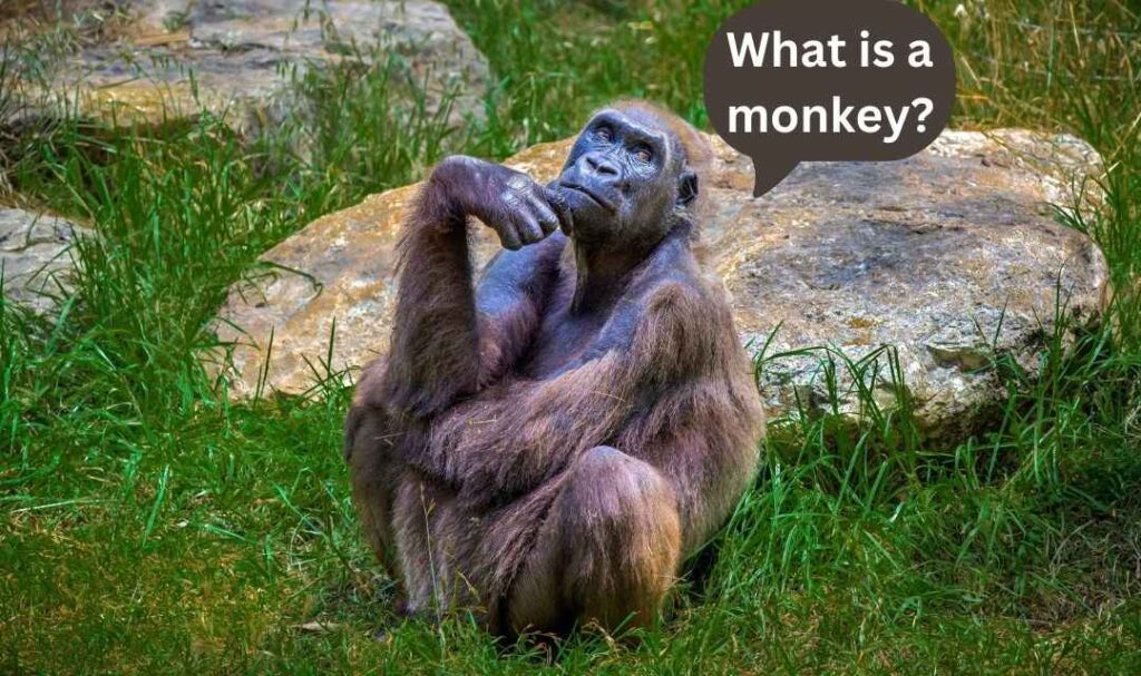 What is a monkey? Where did the word monkey come from?